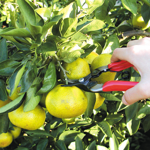 KAMAKI Lightweight Type Pruning Shears No.P900H