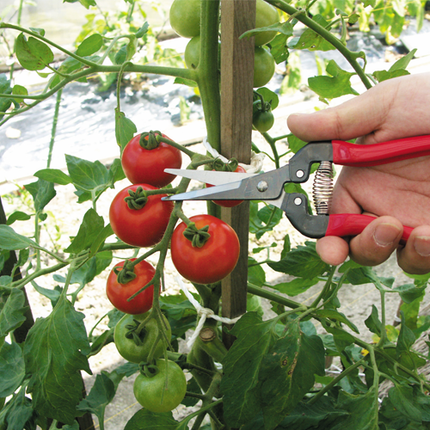 ARS Fruit Pruners 300L